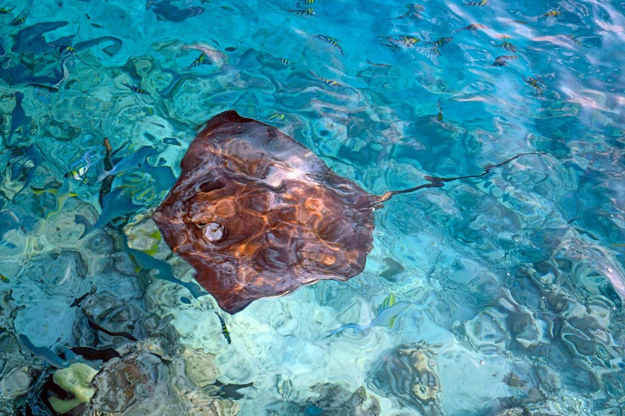 Ocean Village Maldives Holhudhoo Экстерьер фото