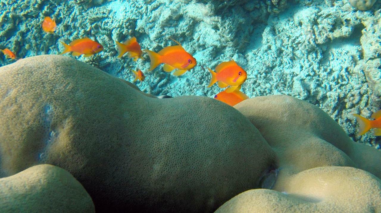 Ocean Village Maldives Holhudhoo Экстерьер фото
