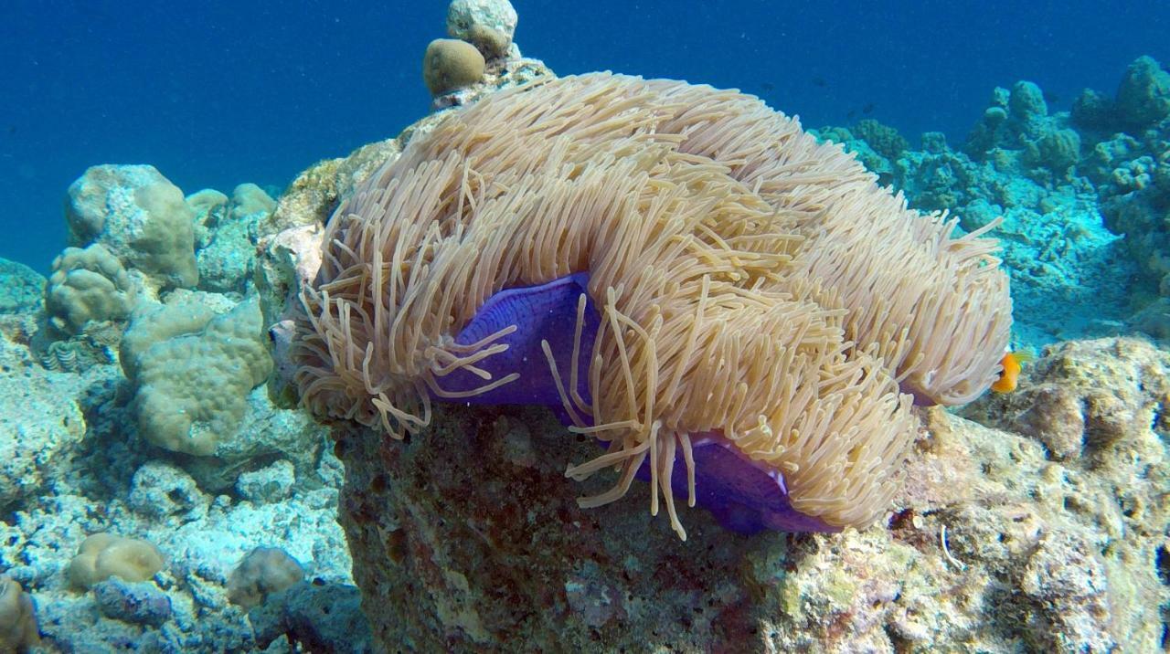 Ocean Village Maldives Holhudhoo Экстерьер фото